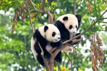 Prve pande rođene u nemačkom zoo vrtu konačno dobile imena