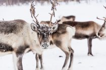 Globalno zagrevanje preti Rudolfu i družini: Propadaju čitave sezone ispaše irvasa