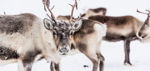 Globalno zagrevanje preti Rudolfu i družini: Propadaju čitave sezone ispaše irvasa