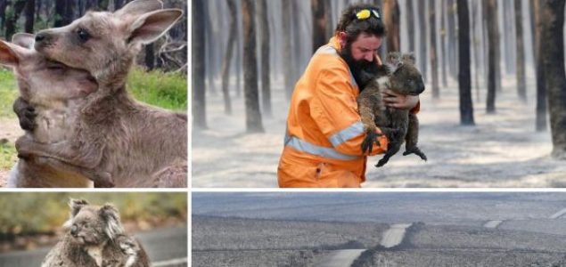 Dom koala prije i poslije požara – pakao ga je potpuno izbrisao