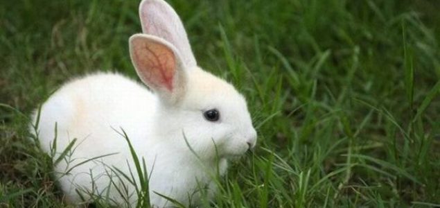 Ova zemlja je zabranila testiranje kozmetike na životinjama: Je li to moguće i kod nas?