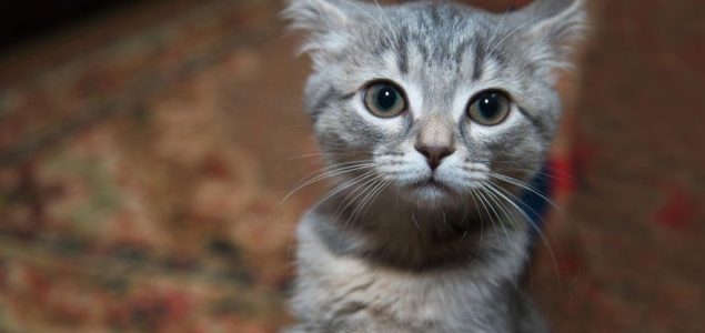Zabilježen prvi slučaj: Vlasnik prenio koronavirus svojoj mački