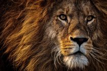Detaljniji pogled na evoluciju lavova nudi nove nade za spas velikih mačaka