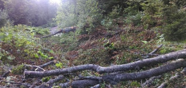Udar na prirodni dragulj u Kantonu Sarajevo: Sječa šume na izvoru Rakitnice