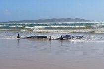 Uginulo najmanje 90 kitova koji su se nasukali na obalu Tasmanije