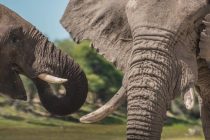 Smrt, životinje i Afrika: Otrovi iz plavozelenih algi krivi za pomor više od 300 slonova