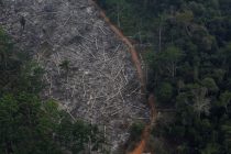 Krčenje Amazonske prašume u Brazilu na najvišem nivou od 2008.