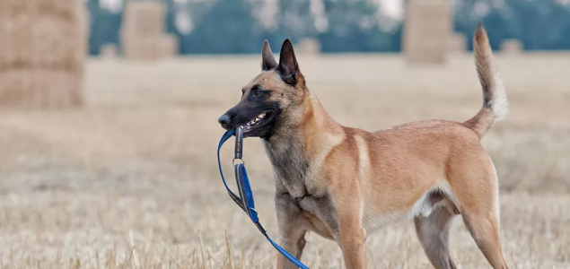 Inteligentan i veoma aktivan – on je zvanični službeni pas policije svih zemalja EU