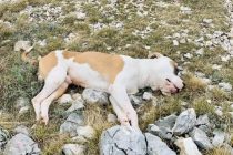 U prirodnom parku Fortica pronađeni upucani i otrovani psi