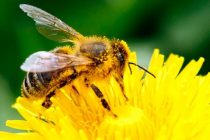 Smanjenje populacije pčela