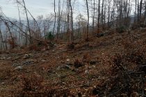 Gacko: Bespravna seča odnela i šumu i pare