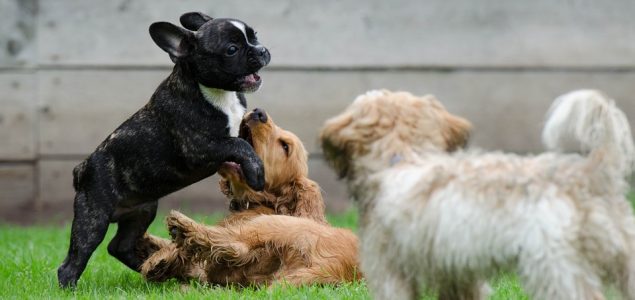 Psi se češće međusobno igraju kad su u društvu vlasnika, žele im ugoditi