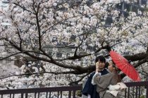 Vesnik klimatskih promena: Trešnjin cvet u Kjotu procvetao najranije do sada