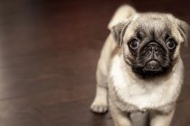 Loša hrana za pse: Odvojite činjenice od netačnih informacija