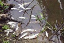 Pomor ribe zbog izlijevanja cisterne kod Konjica, ribari upozoravaju na ekološku katastrofu