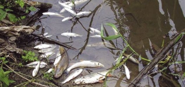 Pomor ribe zbog izlijevanja cisterne kod Konjica, ribari upozoravaju na ekološku katastrofu