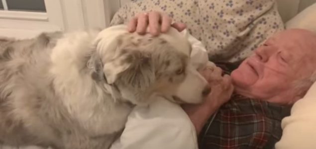 Pas koji se ne odvaja od djeda dokazao je da su psi čovjekovi najbolji prijatelji