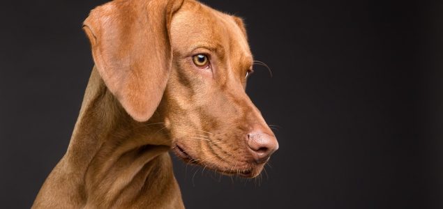 Novo britansko istraživanje: 5 najređih vrsta pasa na svetu