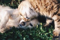 Kakvi su ljubitelji mačaka, a kakvi pasa? Nova studija ima pokoji odgovor o karakterima