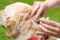 Četiri najbolja načina da zaštitite svog psa od ugriza krpelja