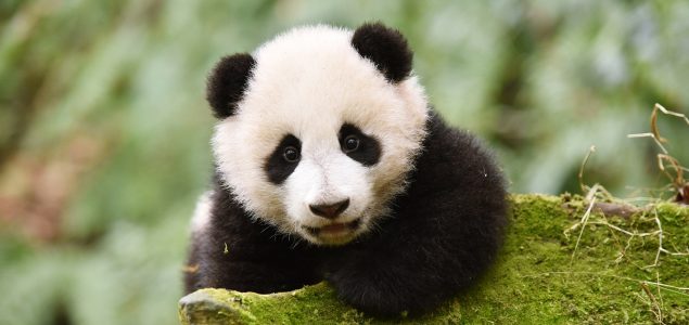Velike pande više nisu ugrožena vrsta
