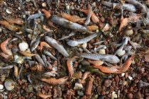 More na jugoistoku Španije izbacilo tone mrtve ribe