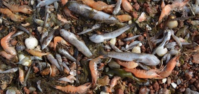 More na jugoistoku Španije izbacilo tone mrtve ribe