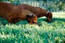 Zašto psi nekad jedu travu – nova studija pokazuje da nije zbog toga što im je loše