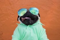 Doug the Pug jedan je od najpopularnijih pasa na Instagramu