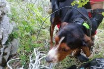 Mostarci spasili psa koji je upao u jamu duboku 20 metara