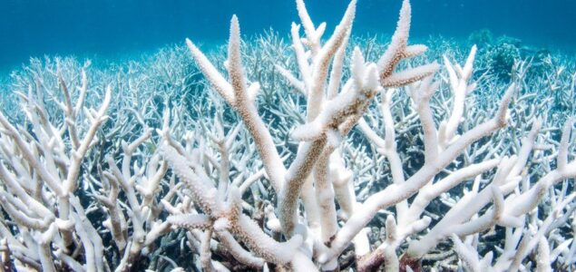 Potvrđeno novo masovno izbjeljivanje Velikog koraljnog grebena