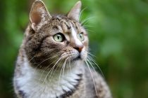 Mačke mogu prepoznati ime svoga vlasnika i drugih ljubimaca u njihovoj okolini
