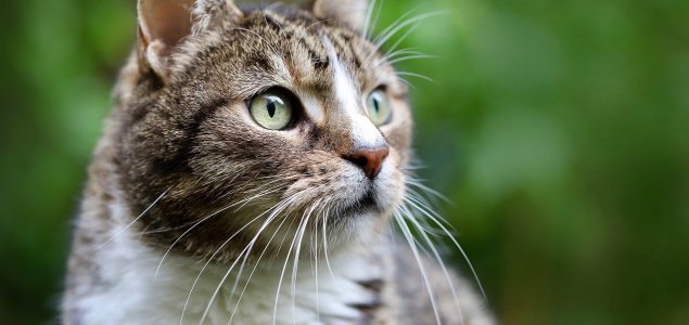 Veterinari na Kipru počeli liječiti mačke tabletama protiv Covida koje su koristili ljudi