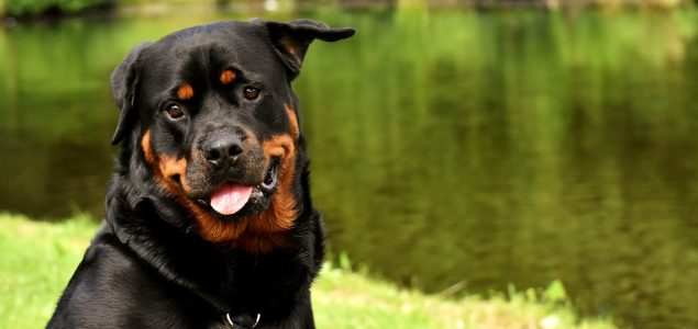 Rotvajleri su više od pasa čuvara: 5 slatkih osobina u koje ćete se zaljubiti