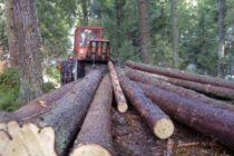 Organized theft of the forest in Kneževo