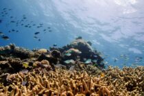 Dijelovi australskog Velikog koraljnog grebena pokazuju najveću koraljnu pokrivenost u posljednjih 36 godina