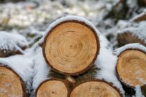Evropska zima bez ruskog gasa uz napetosti oko resursa šuma