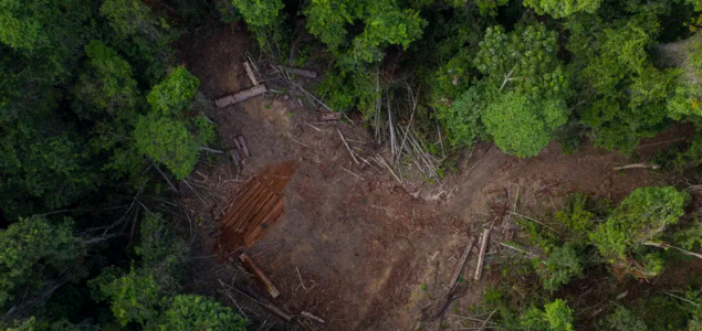Dobre vesti za Amazoniju: Novi brazilski predsednik obećao nulto krčenje ove prašume