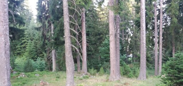Nova krađa šume u Šumskom gazdinstvu Čemernica dok nadležne institucije ignorišu kriminal