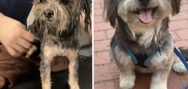Dirljive fotografije pasa prije i nakon udomljavanja: Svima je potrebna ljubav