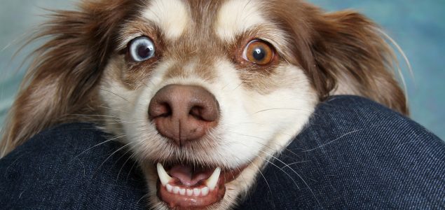 10 nevjerojatnih činjenica o psima koje vjerojatno niste znali