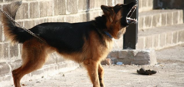 Trenerica pasa podijelila kako umiriti psa i naučiti ga da ne laje na svaku sitnicu